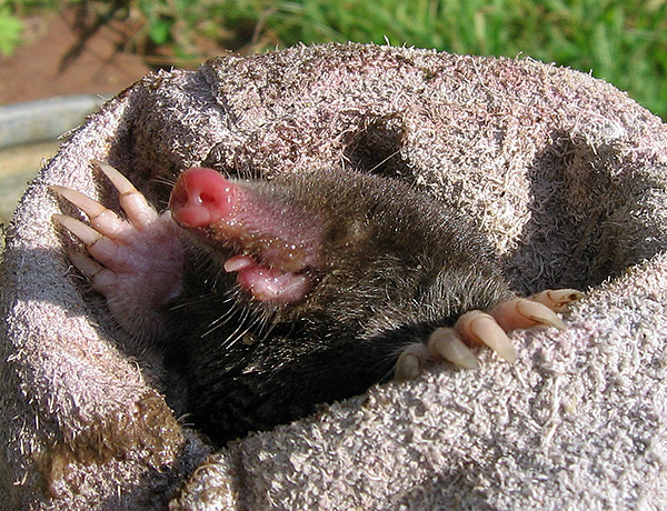 Si vous relâchez l'animal à plus d'un kilomètre du site, il ne reviendra pas.