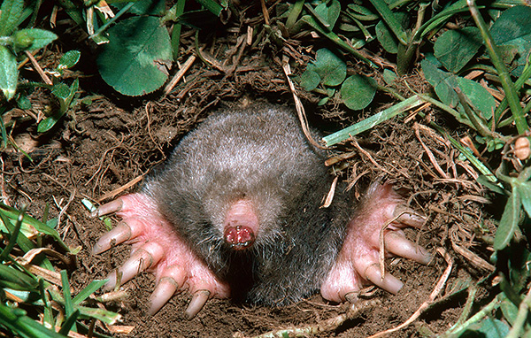 Il convient de noter à l’avance que tous les remèdes populaires n’ont pas, dans la pratique, un effet contre les taupes.