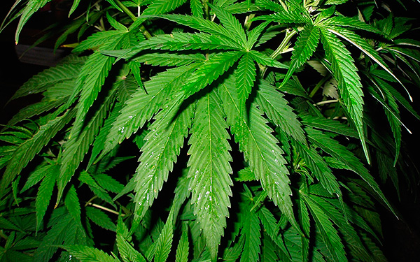 Le chanvre est considéré comme l’un des moyens traditionnels de faire fuir les taupes.