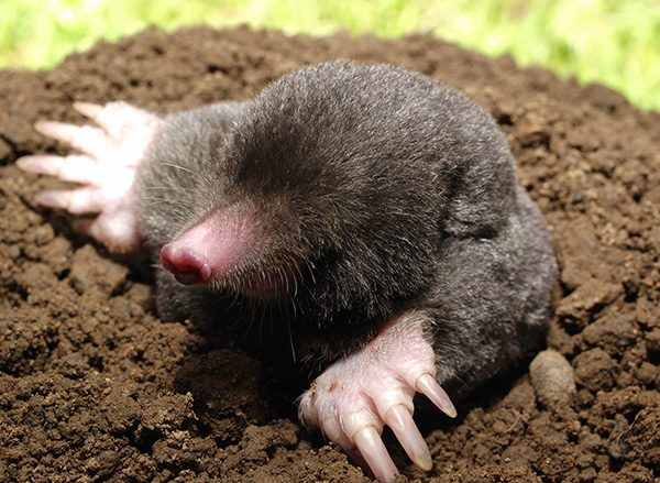 Sans motif sérieux, les taupes ne quitteront pas le territoire colonisé.