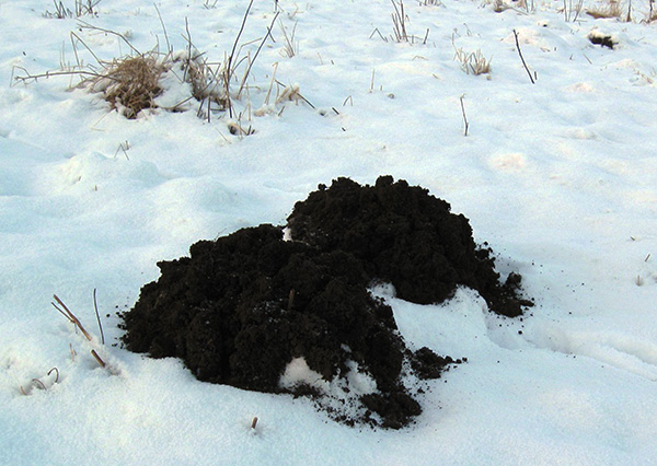 Gardez à l'esprit qu'en hiver, les taupes n'hibernent pas ...