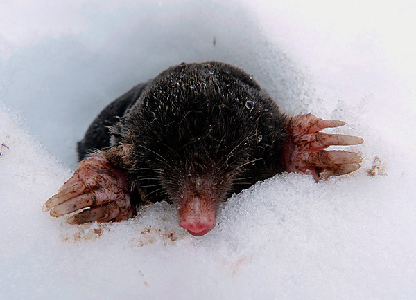 En conséquence, sans protection adéquate, les taupes peuvent héberger votre site tout l’hiver.