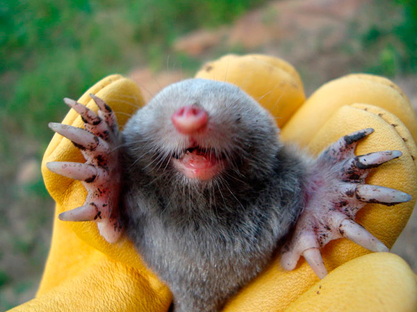 Il n'est pas nécessaire de tuer ces animaux du tout, ils peuvent être capturés vivants et sortis du site.