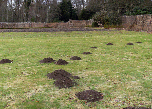 Avec la bonne approche, vous pouvez non seulement éliminer complètement les taupes sur le site, mais également empêcher leur apparition ultérieure ici.