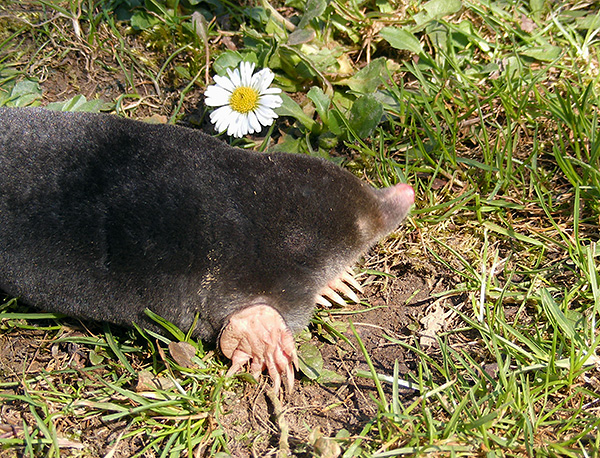 N'oubliez pas que les taupes peuvent venir sur votre site à partir des sites voisins.
