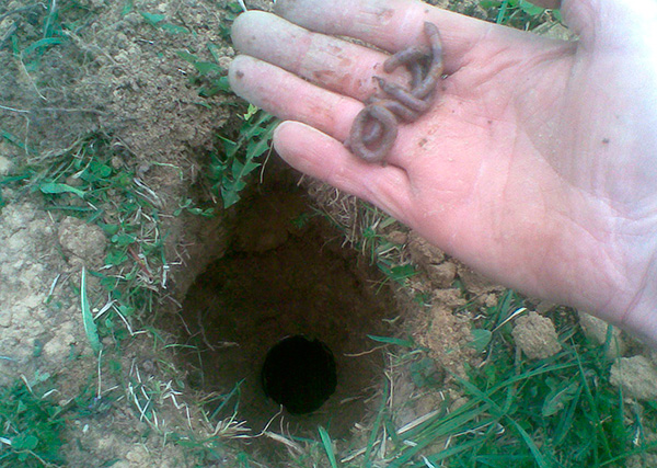 Comme appât, vous pouvez mettre plusieurs vers de terre dans un bocal - leur odeur attire les taupes.