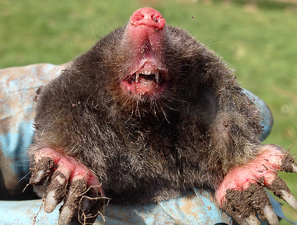 Parlons des pièges qui peuvent être utilisés efficacement pour attraper les taupes dans la région ...