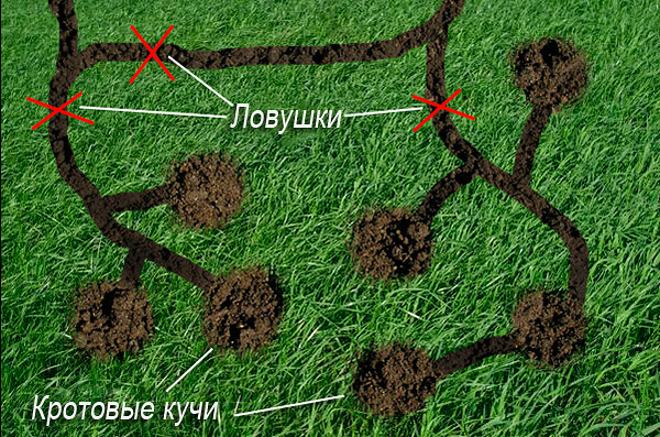 Pour que le piège fonctionne bien, il est très important de l'installer au bon endroit sur le site ...