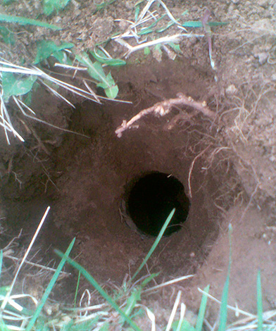 Les bords du piège doivent être masqués au ras du sol.