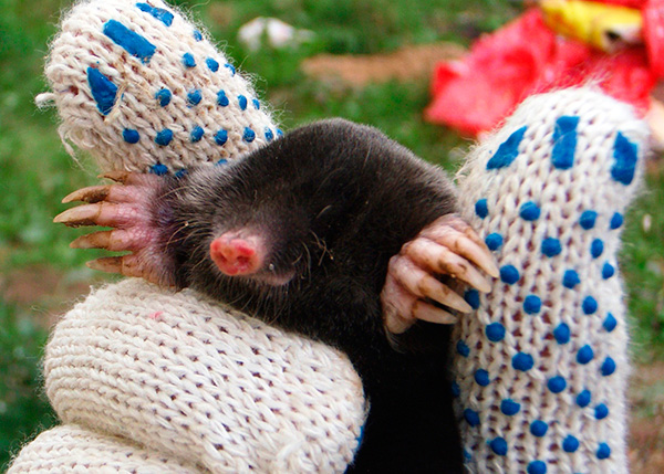 Une fois que la taupe est capturée, il est nécessaire d’avoir le temps de la retirer du site et de la relâcher en quelques heures, sinon l’animal risque de mourir de faim.