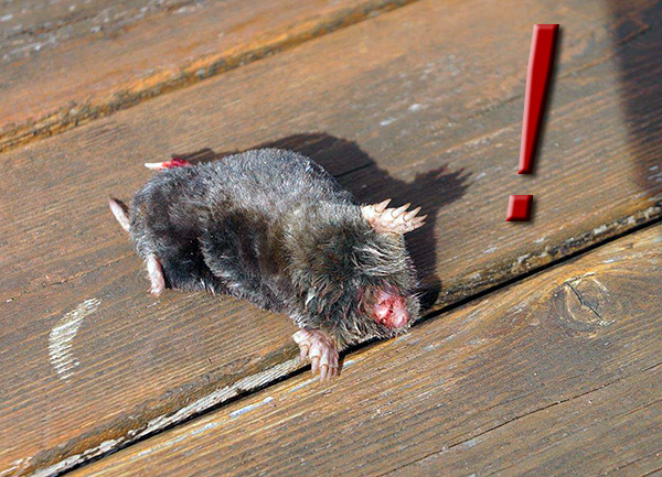 Si vous oubliez de retirer la taupe du piège, celle-ci mourra dans les 24 heures après une mort douloureuse (de la faim).