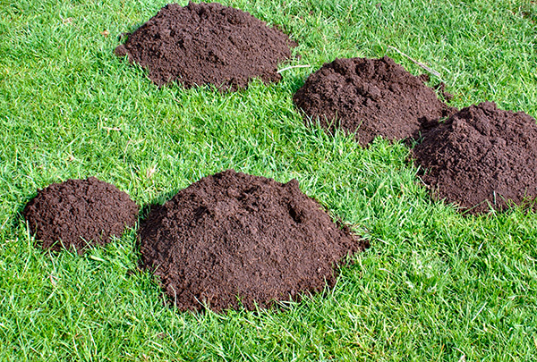 Si vous parvenez à attraper même 10 à 15 moles à l'aide de pièges, le nombre de leur population dans le territoire voisin avec une probabilité élevée diminuera de lui-même.