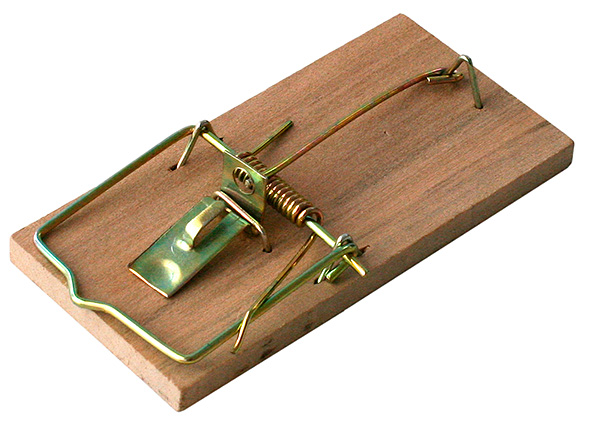 Parfois, des pièges à souris ordinaires sont également utilisés pour combattre les taupes.