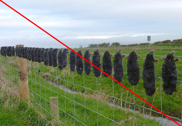 Pour lutter efficacement contre les taupes dans la région, il n'est pas nécessaire de les tuer ...