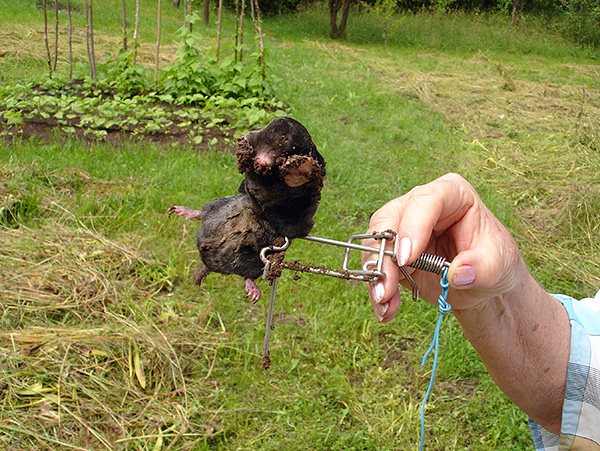 Malheureusement, beaucoup de gens utilisent aussi activement des pièges mortels ...