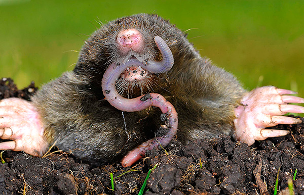 L'odeur des vers de terre attire les taupes, car elles se nourrissent principalement de vers ...