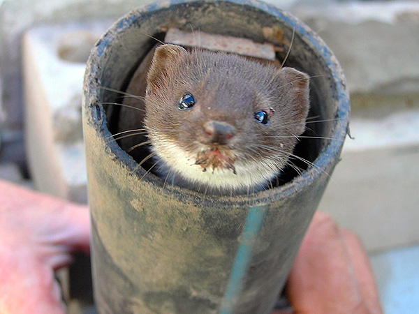 D'autres parasites du jardin peuvent pénétrer dans le tube de la taupe ...