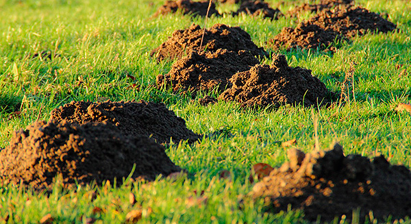 Dans de rares cas, les répulsifs de sons et de vibrations n’ont pratiquement aucun effet sur le comportement des taupes.