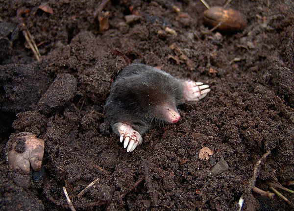 Bien que les scarificateurs d'Ecosniper aident souvent à chasser les taupes du site, il existe également des critiques négatives concernant ces dispositifs.