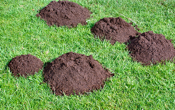 Certains répulsifs de taupes donnent vraiment un résultat bien défini, mais il y en a qui sont absolument inutiles.