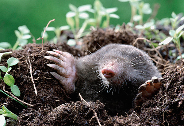 La mauvaise vision d'une taupe est compensée par une audition bien développée.
