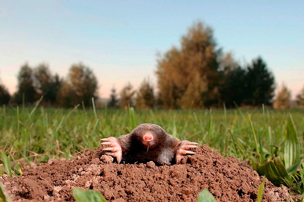 Nous découvrons ce que les taupes ont le plus peur et comment cela peut être appliqué dans la pratique pour les effrayer du site.