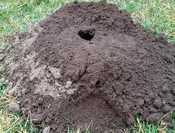 Habituellement, les poissons pourris et autres substances fortement odorantes sont directement enfouis dans les trous de ver.