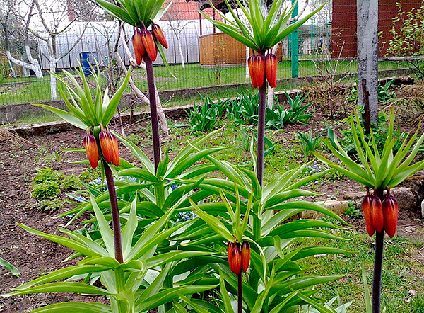 Il est largement admis que les taupes n’aiment pas la présence de certaines plantes sur le site (le tétras impérial est représenté sur la photo).