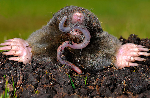 La nourriture principale des taupes est le ver de terre.