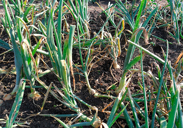 En général, ni les oignons, ni l’ail ou d’autres plantes ne sont capables d’effrayer de manière fiable les taupes du site.