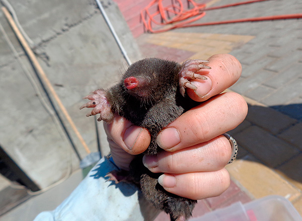 Nous essayons de nous débarrasser des taupes dans leur chalet d'été aussi rapidement et facilement que possible ...