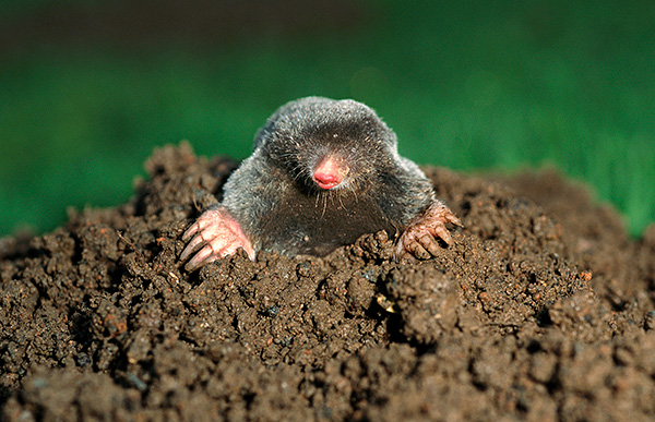 Souvent, les taupes sont combattues au hasard, à la fin, sans résultat tangible.