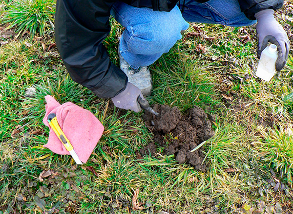 Vous pouvez également vous débarrasser des taupes dans le jardin en utilisant divers agents odorants ...