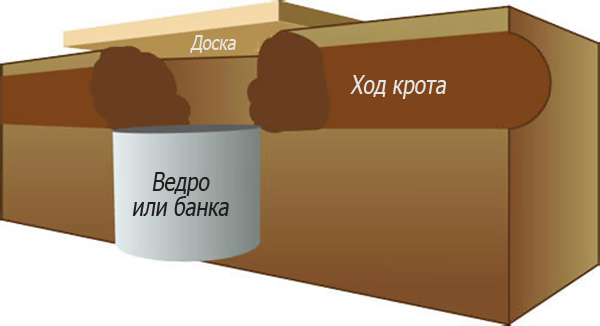 Un piège efficace et à la fois très simple pour une taupe peut être fabriqué à partir d’un seau ordinaire ou d’un pot de volume suffisant.