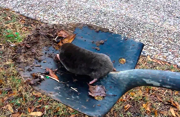 Dans certains cas, vous pouvez attraper une taupe dans un chalet en creusant simplement l'animal avec une pelle.