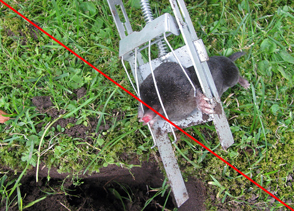 Il est préférable de se débarrasser des taupes de manière humaine, de sorte que l'utilisation de divers types de pièges est loin d'être la meilleure option.