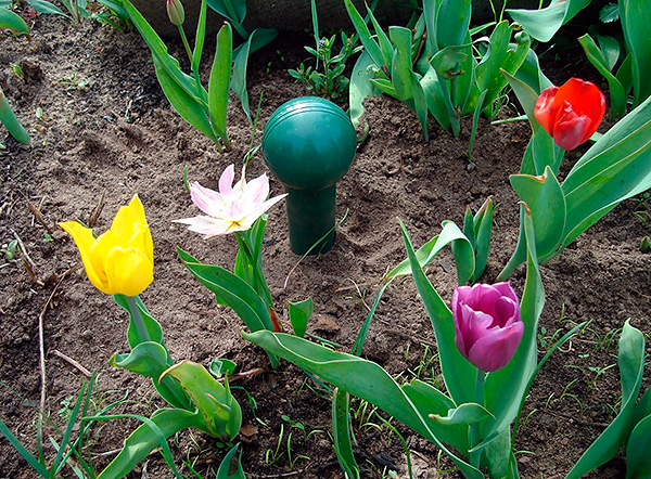 Même si les parasites sur le site n'ont pas été vus depuis longtemps, il est préférable de laisser les repulseurs au travail.