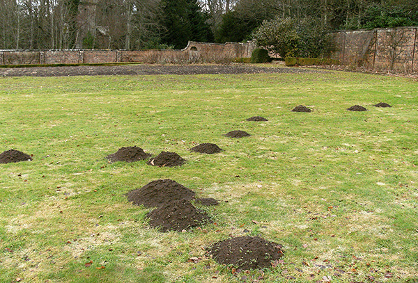 Molehills sur une datcha saisonnière