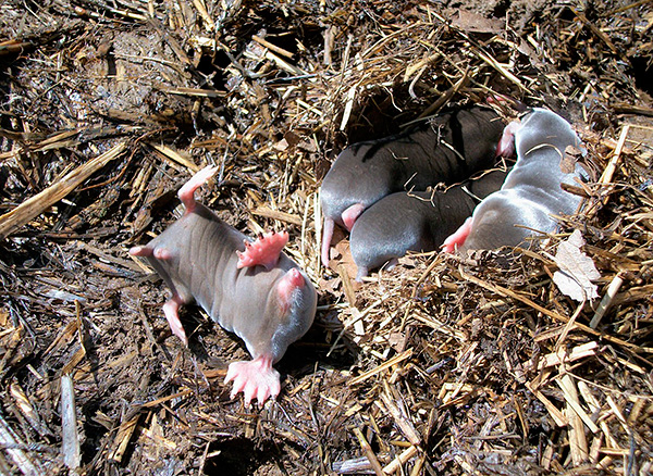 La photo montre des taupes creusées dans le sol.