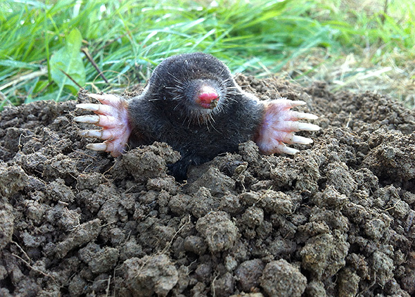 Les taupes ont un sens de l'odorat et de l'ouïe bien développé, il est donc conseillé d'effrayer ces animaux en combinant les effets des sons et des odeurs ...