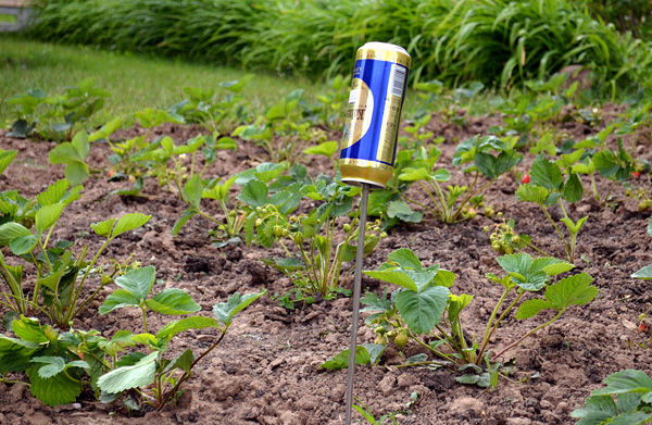 Parfois, vous pouvez vous débarrasser des taupes dans le chalet d’été à l’aide de ces simples bruyants faits de canettes de bière en aluminium.