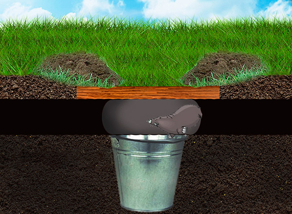 Le schéma de la taupinière.