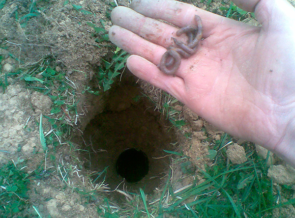 Pour augmenter l'efficacité du piège, vous pouvez y placer plusieurs vers de terre.