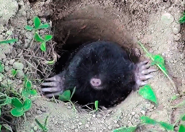 L'utilisation appropriée des pièges à taupes vous permet de réduire rapidement et considérablement la population de taupes dans le district.