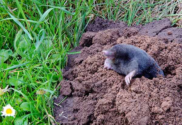 Pour que le piège fonctionne aussi efficacement que possible, il est important de l'installer correctement sur le site.