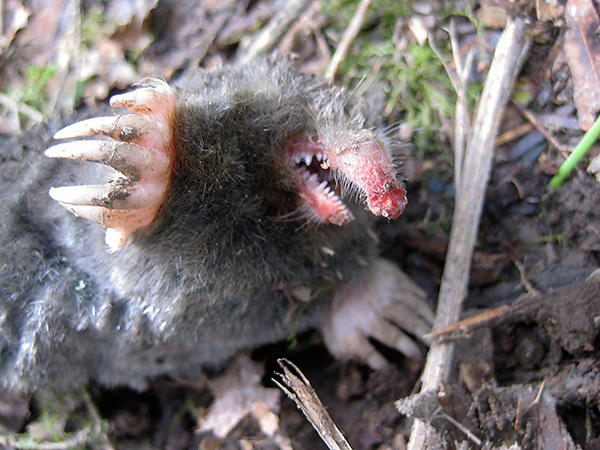 Lors de la manipulation d'un grain de beauté, il convient de garder à l'esprit que l'animal a des dents plutôt acérées et peut mordre douloureusement.