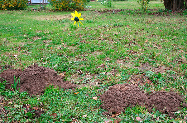 Habituellement, dans un jardin de taille moyenne, pas plus de 1 à 2 moles vivent, il est donc peu probable qu'elles aient à retirer un grand nombre d'animaux capturés du site.