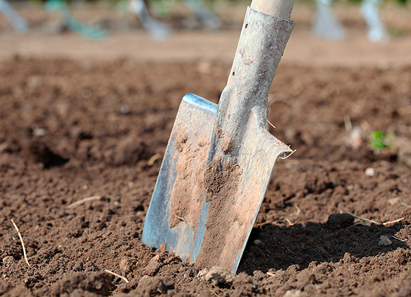 Si vous observez la présence d'une taupe lorsque vous vous déplacez dans un passage souterrain proche de la surface, l'animal peut facilement être déterré avec une pelle.
