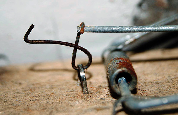 Les taupes sont souvent attrapées avec des pièges à souris conventionnels.