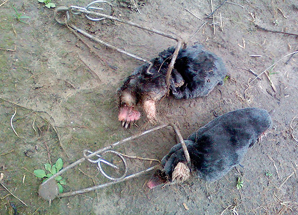 Et dans cette photo - le résultat de l'utilisation d'une tête de taupe de fil.